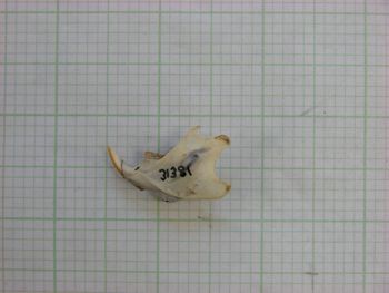 Media type: image;   Mammalogy 31381